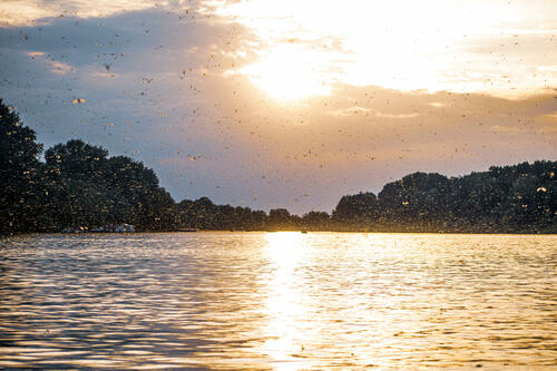 Mayfly swarm